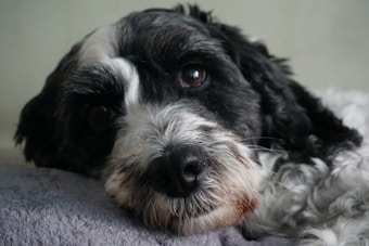 A black and white dog with a shaggy coat is resting its head on a soft, gray surface, looking towards the camera with gentle eyes. The background is a muted, light color, adding to the relaxed atmosphere.