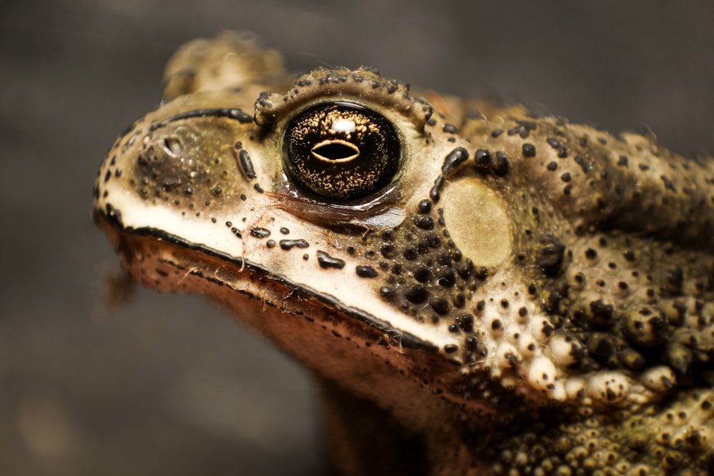 brown and black frog in close up photography