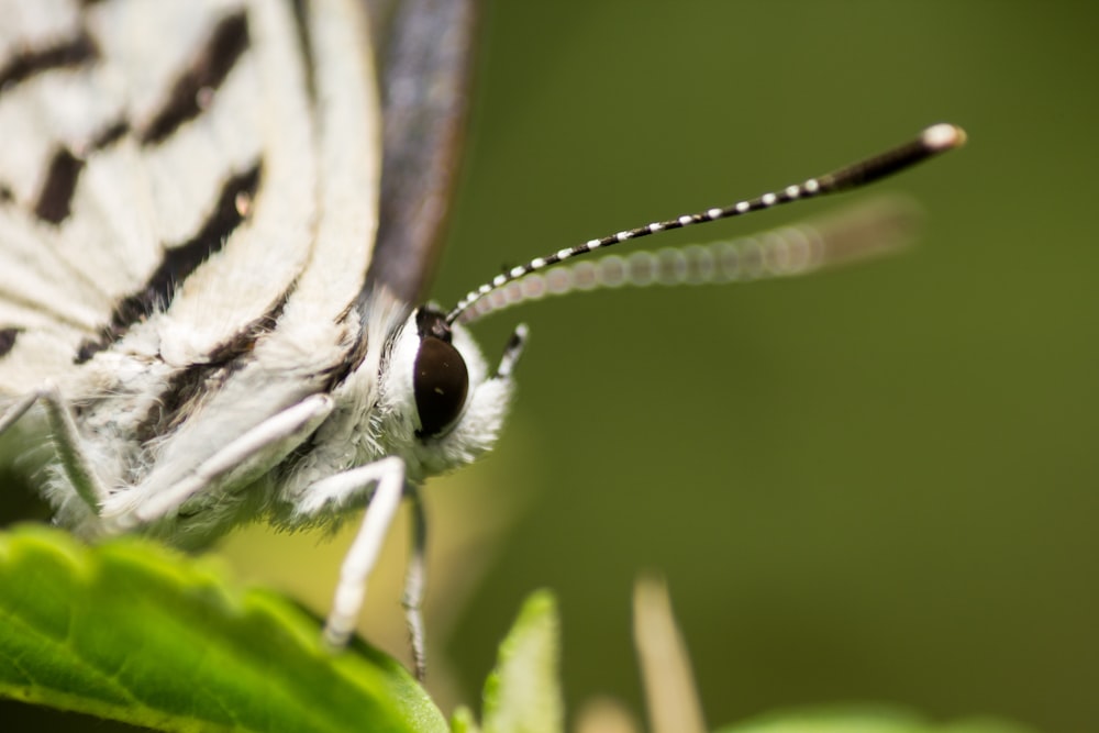 white and black butterfly perched on green leaf in close up photography during daytime