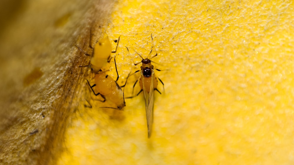 black and yellow wasp on yellow textile