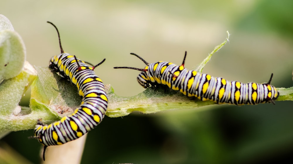 yellow and black caterpillar on green leaf in close up photography during daytime