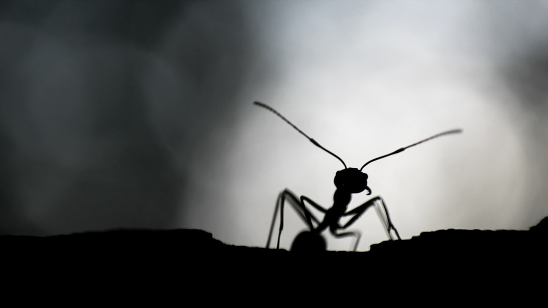 black ant on white surface