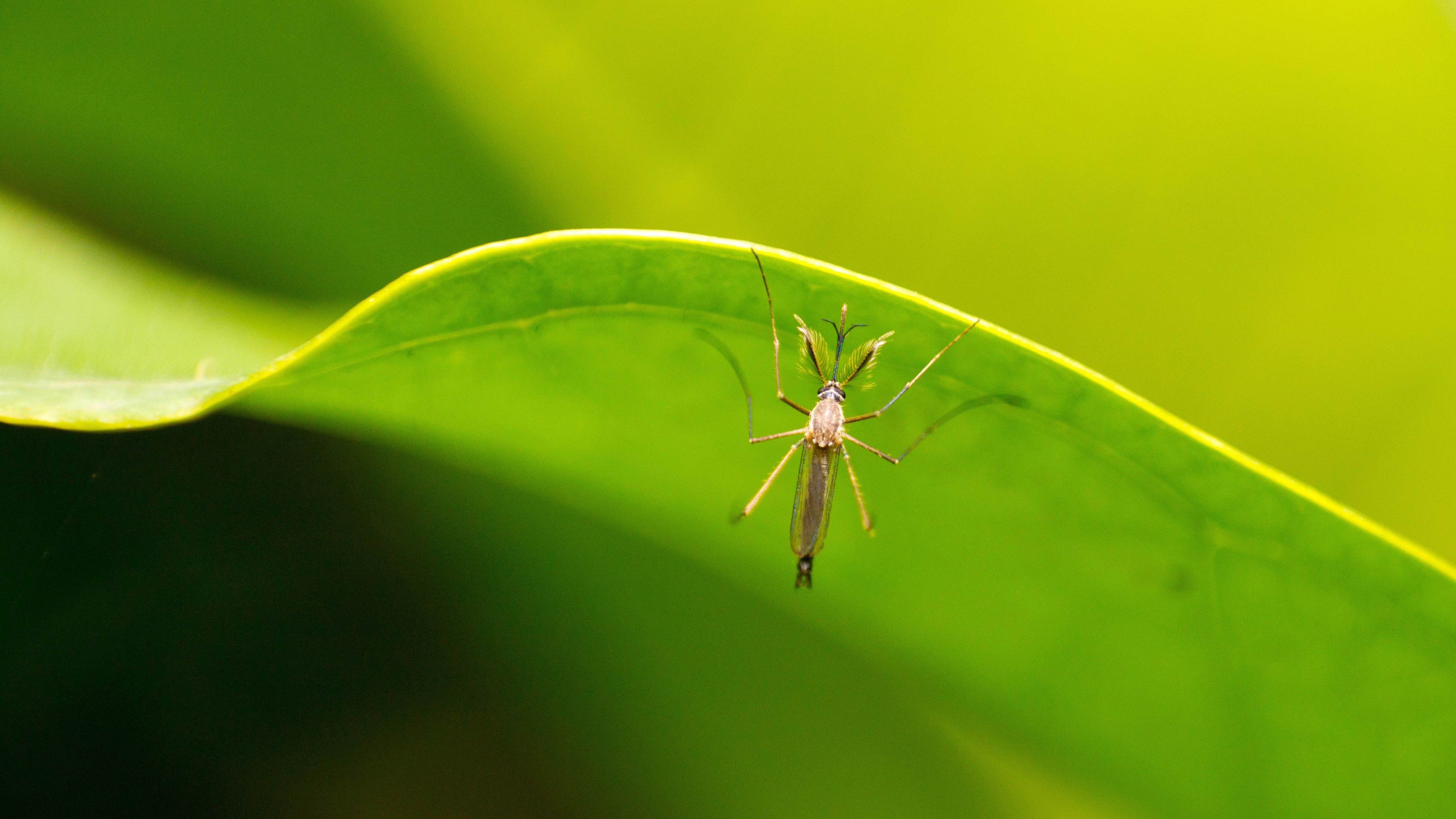 gray and black insect on green leaf, 