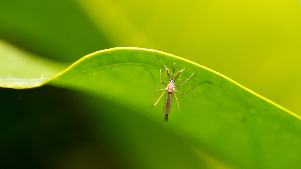 gray and black insect on green leaf