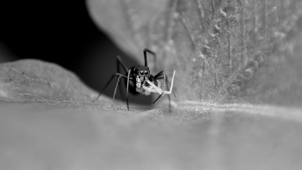 black ant on gray textile
