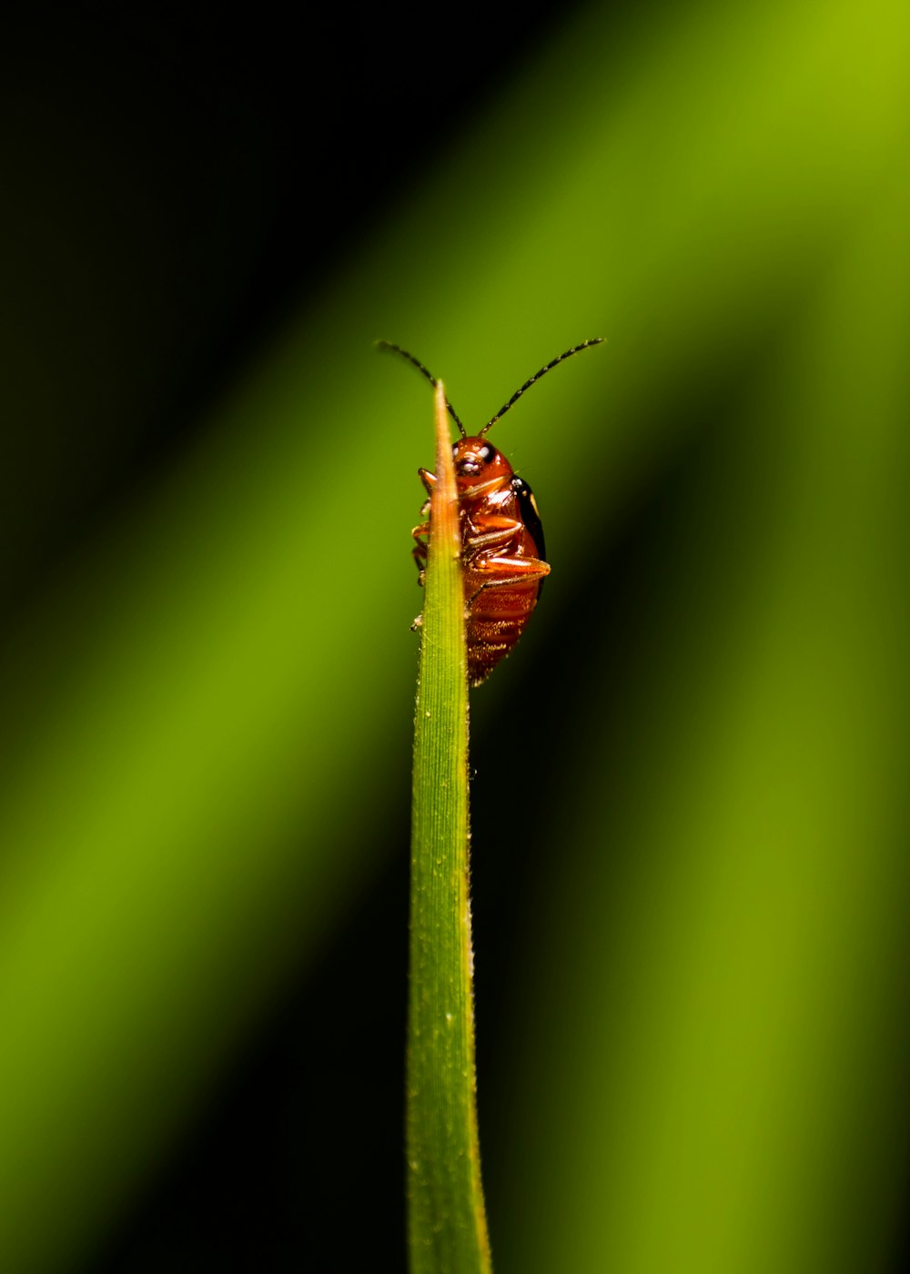 Brauner und schwarzer Käfer auf grünem Blatt