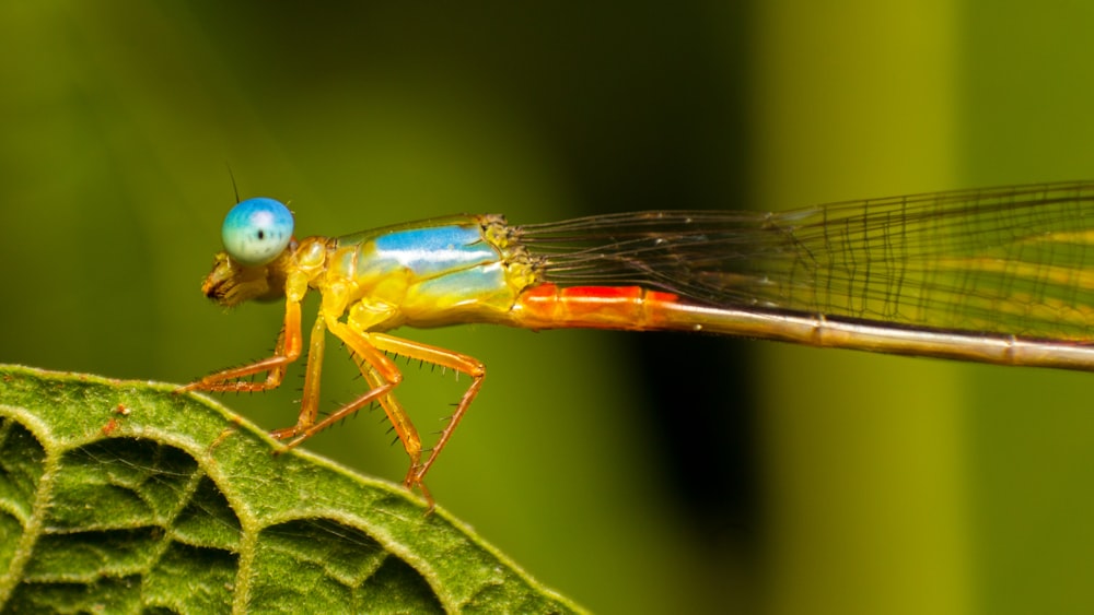 blue damselfly perched on green leaf in close up photography during daytime