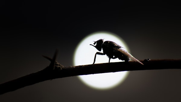La face cachée de la lumière artificielle : comment elle perturbe la vie nocturne des insectes