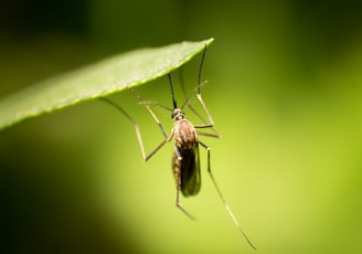 black and brown insect on green leaf