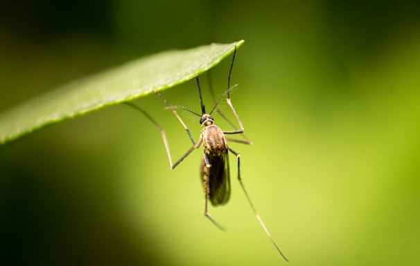 black and brown insect on green leaf