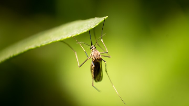 Five Anti-mosquito Solutions That Work
