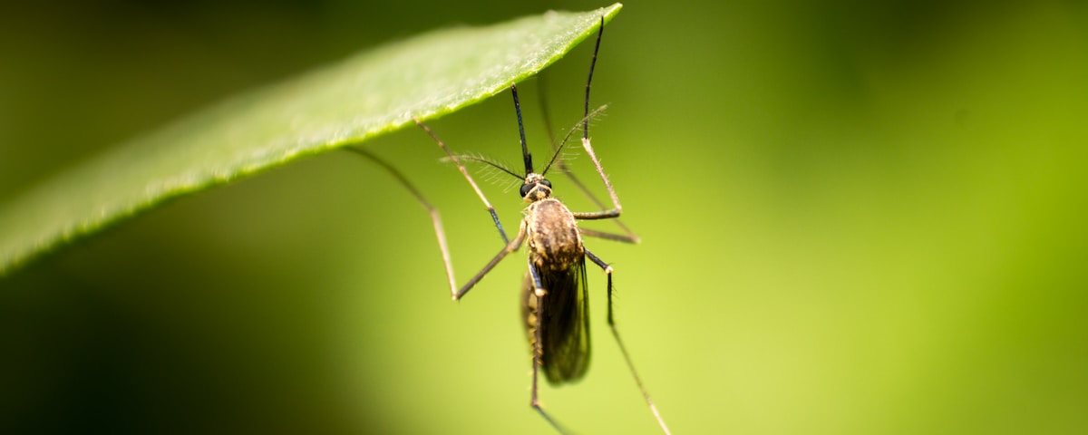 black and brown insect on green leaf