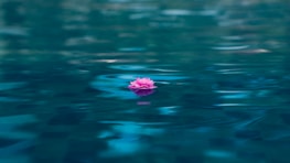 A vibrant lotus flower floating gently on calm water, symbolizing purity and peace.