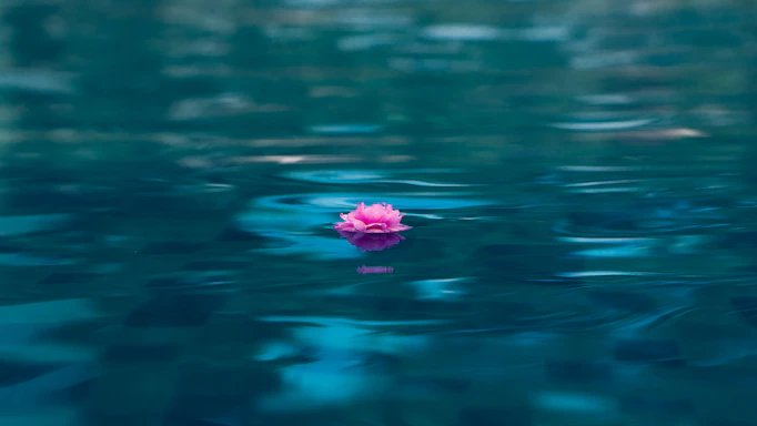 A peaceful lotus flower floating on calm water at dawn, symbolizing serenity and connection.