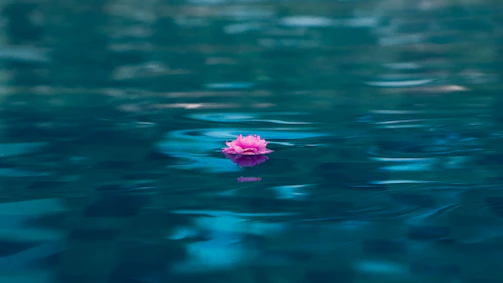 A serene pastel-colored lotus flower gently floating on calm water.