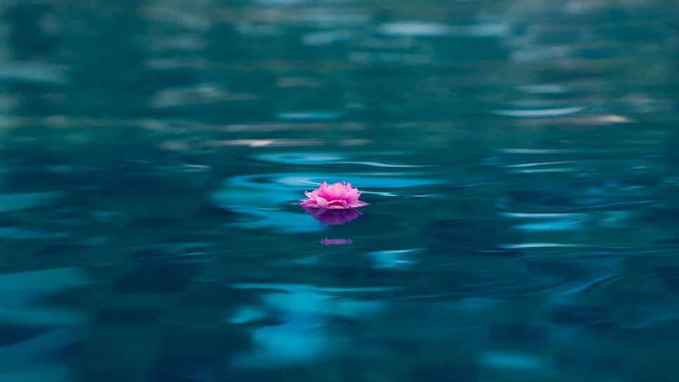 A serene lotus flower floating on calm water with soft pink and teal hues reflecting the brand's color palette.
