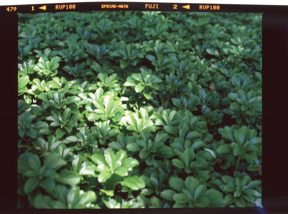 green leaves plant with white flowers