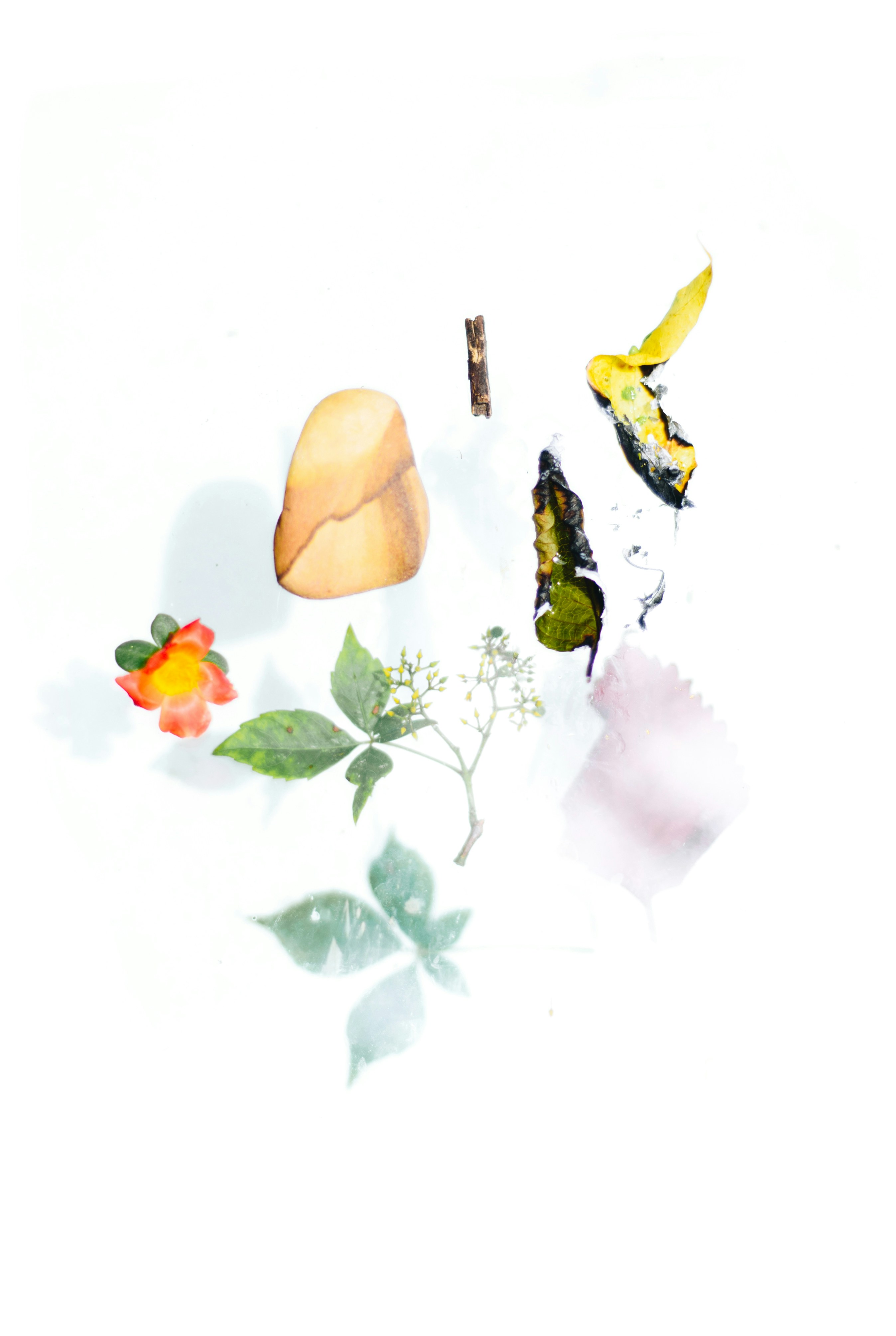 flores amarillas y rosadas con hojas verdes