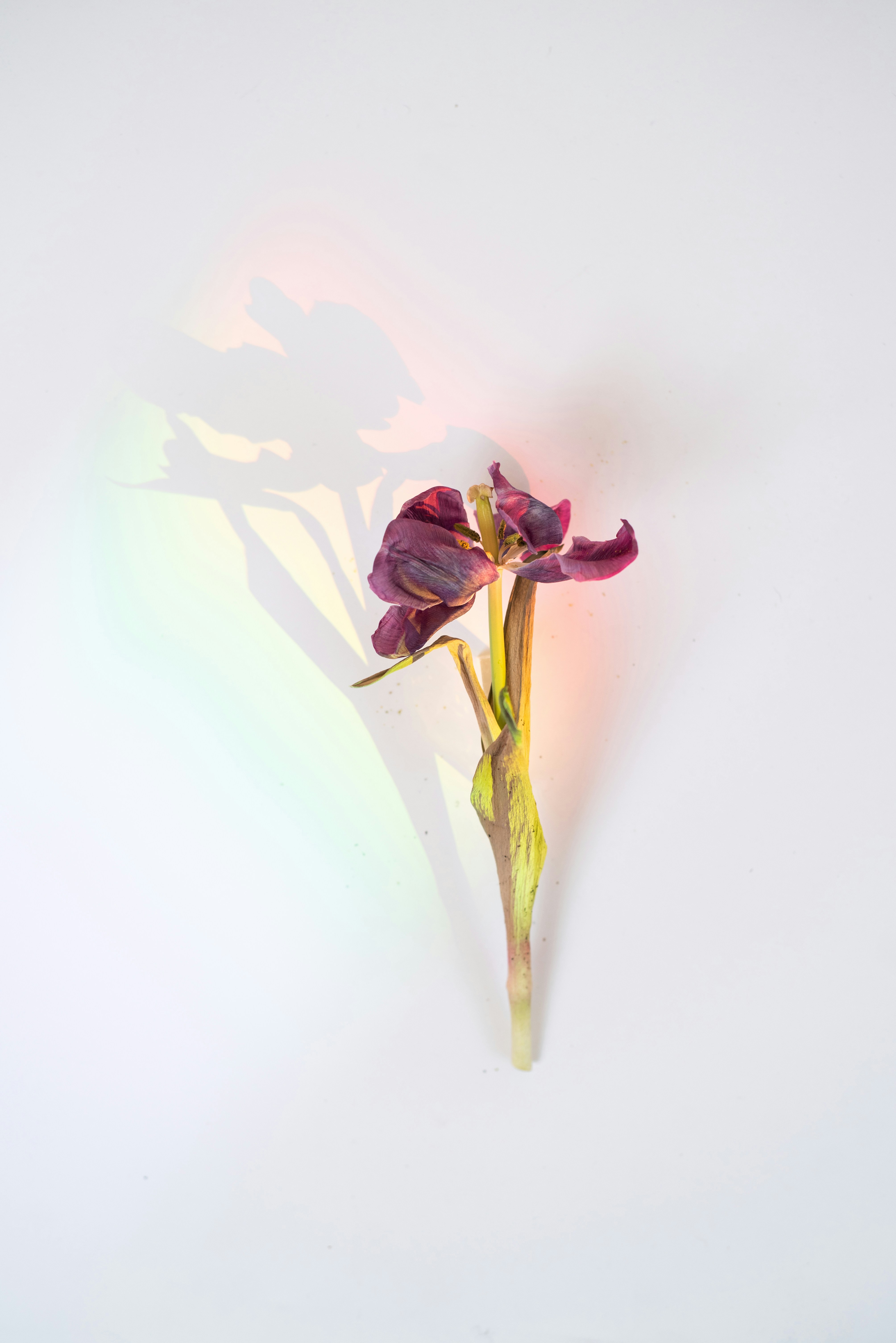 Photo by evieshaffer