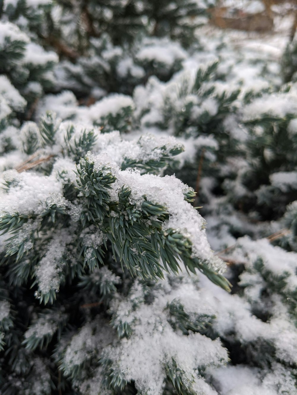 green pine tree covered with snow