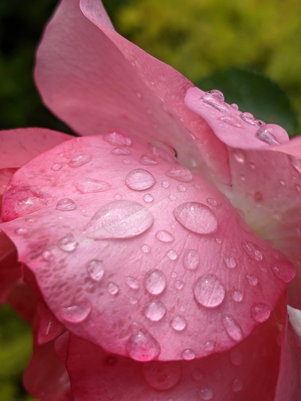 pink flower with water droplets