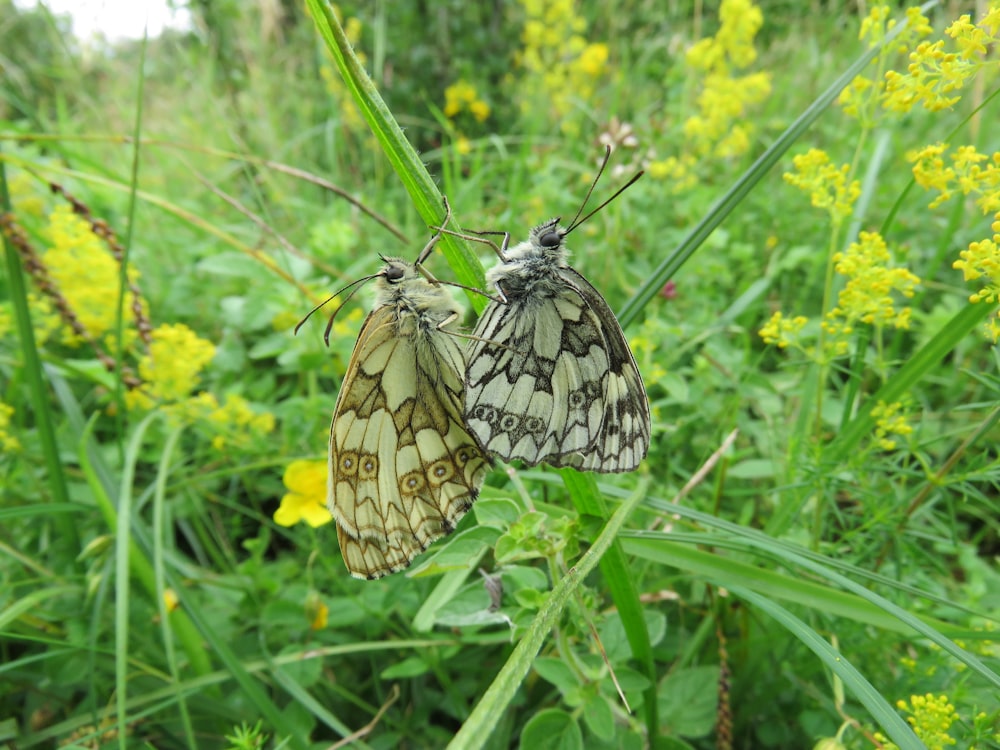 black and white butterfly perched on yellow flower during daytime