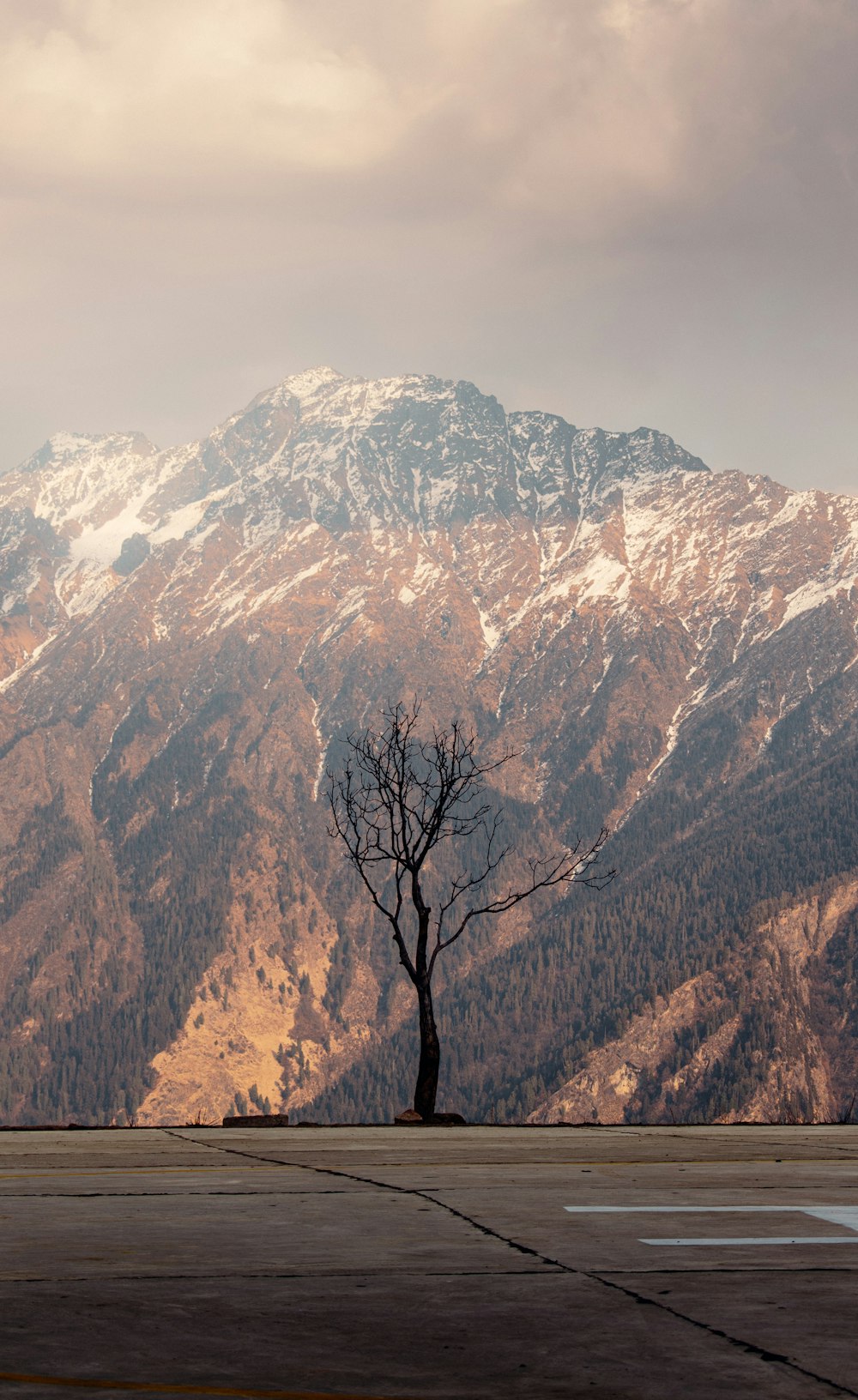 brown bare tree on brown and white mountain during daytime