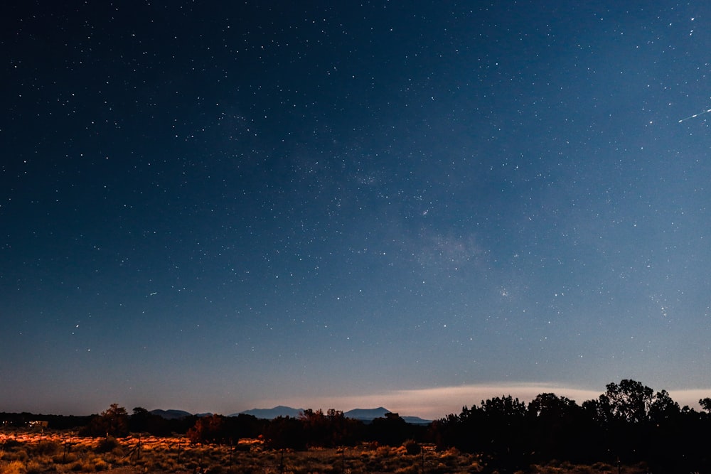 silhouette of trees under blue sky during night time