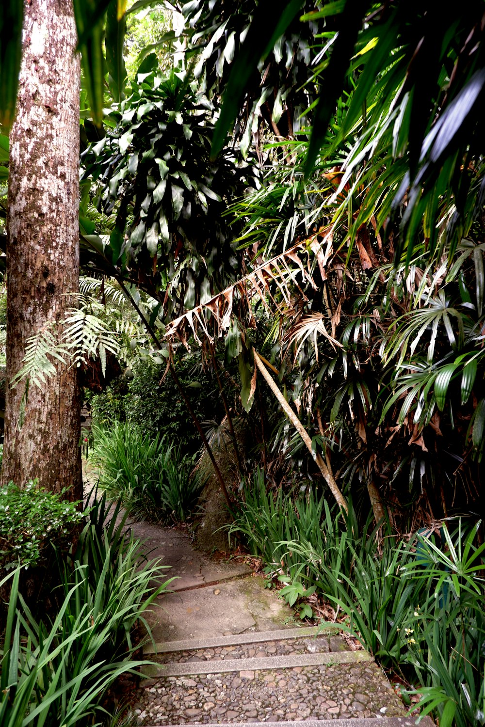green plants and trees beside pathway