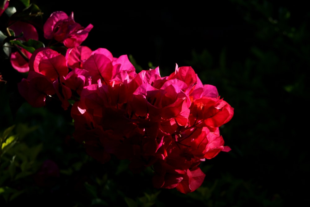 pink flower in tilt shift lens