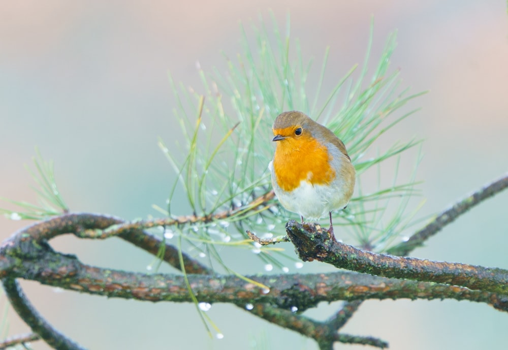 a small bird perched on top of a tree branch