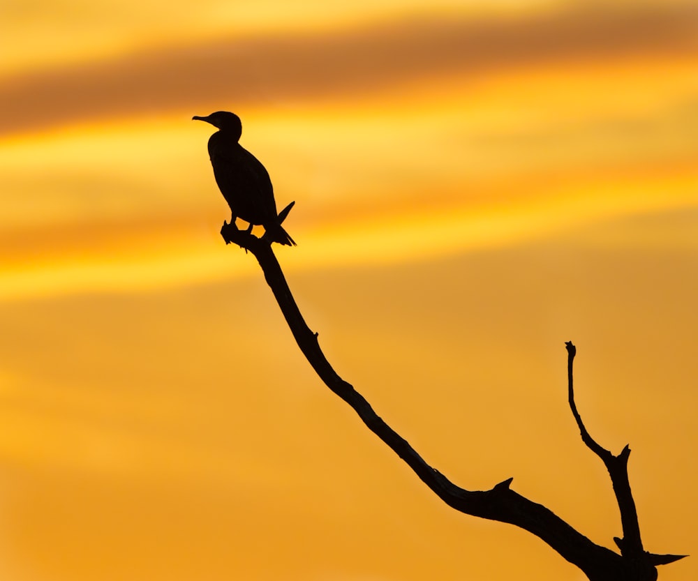 silhouette of bird on tree branch during sunset