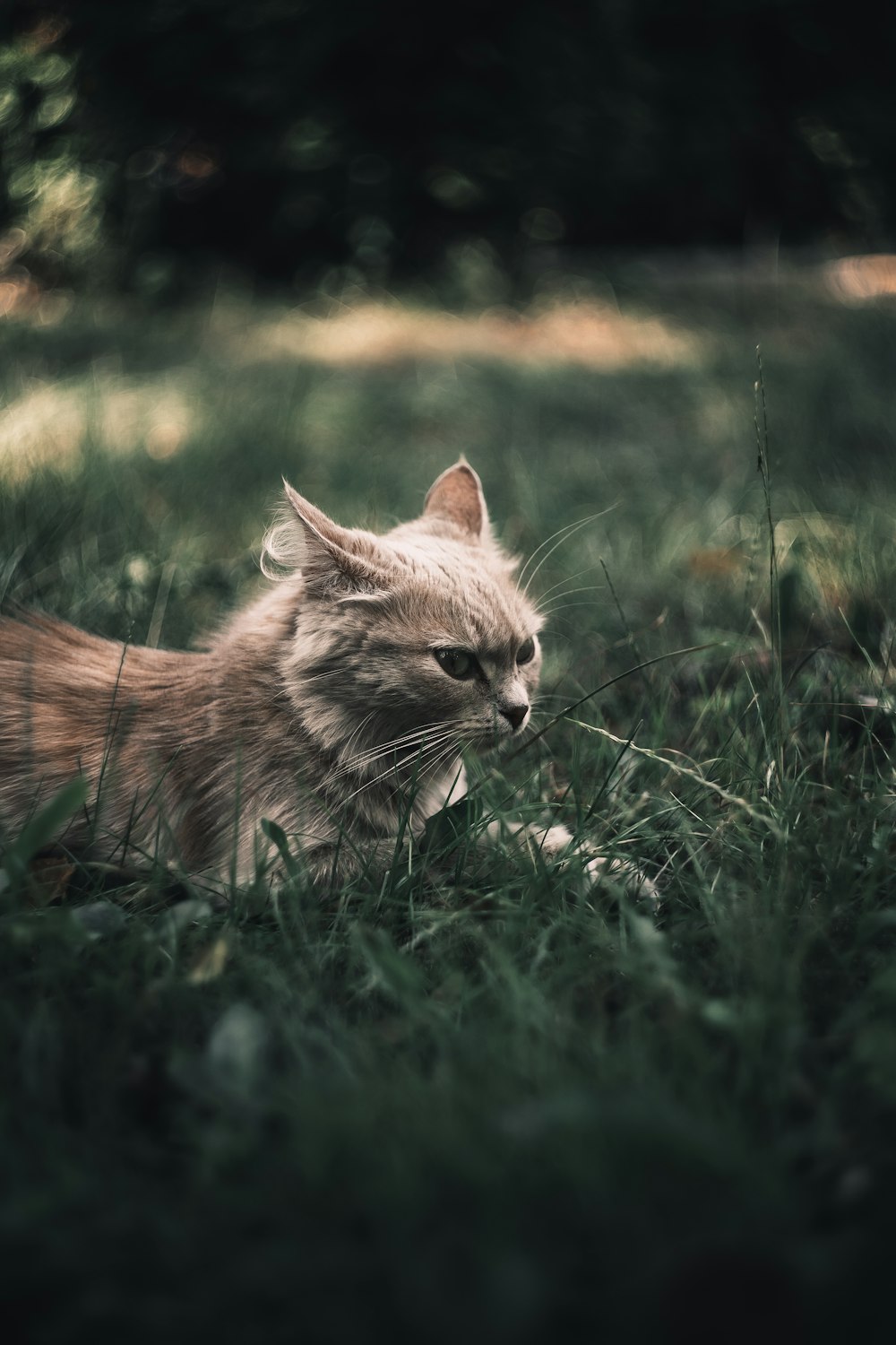 orange tabby cat on green grass field during daytime