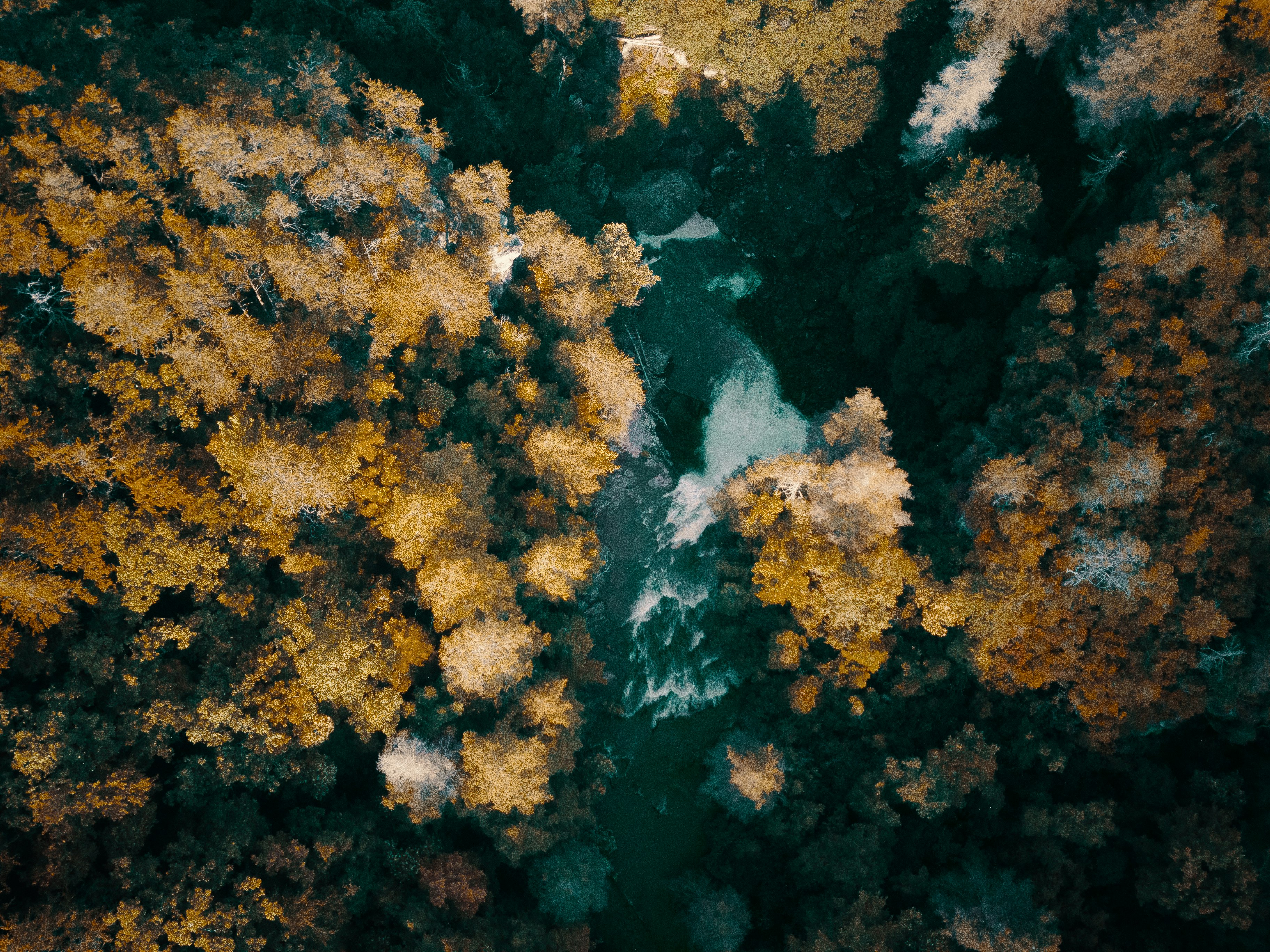 aerial view of green and brown trees