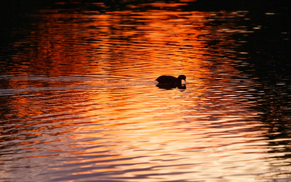 two black ducks on water during daytime