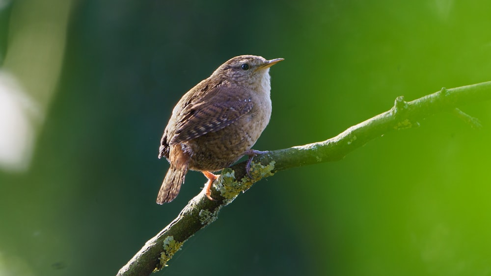 brown bird on green tree branch