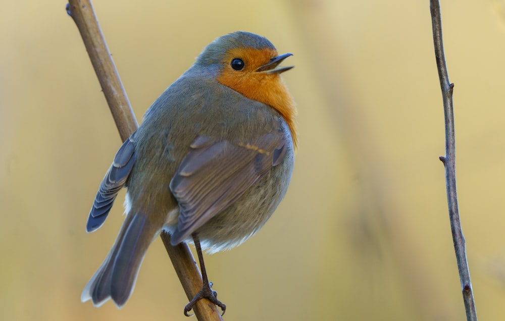 blue and brown bird on brown wooden stick