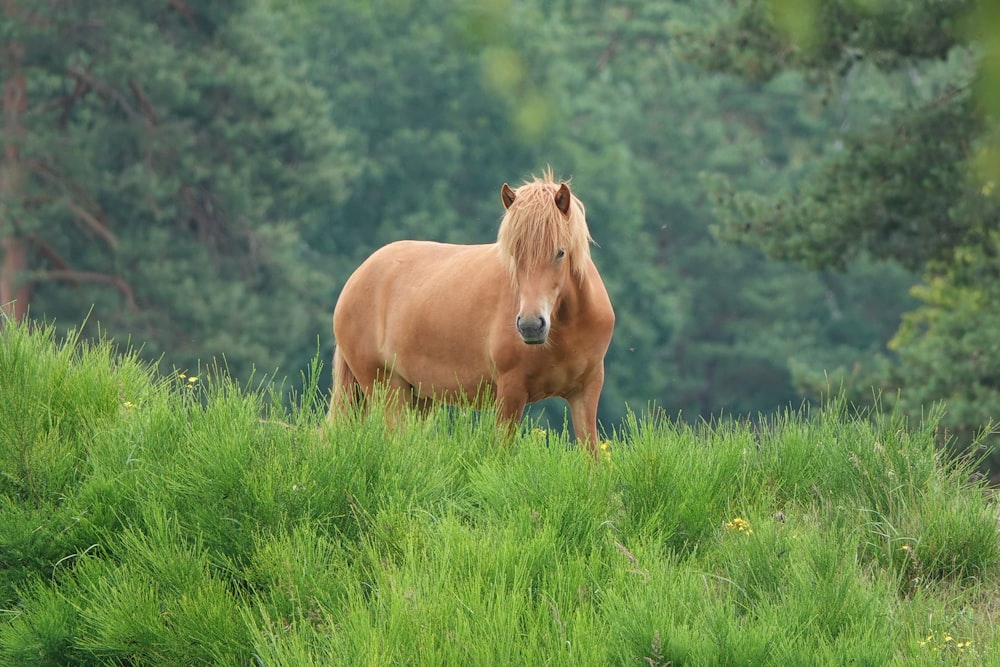 brown horse on green grass field during daytime