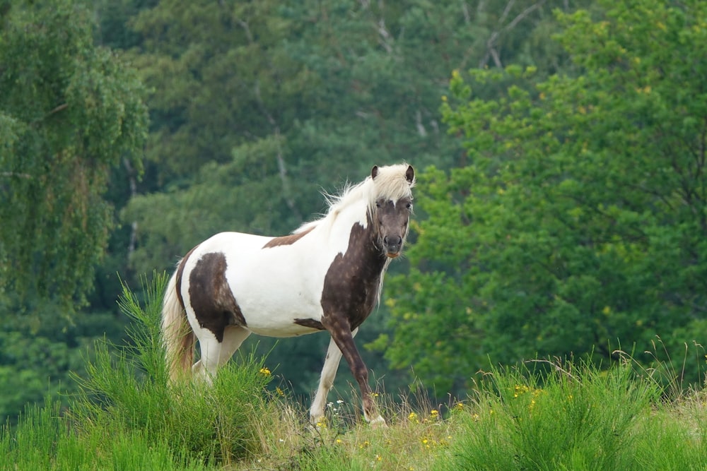 white and brown horse on green grass field during daytime