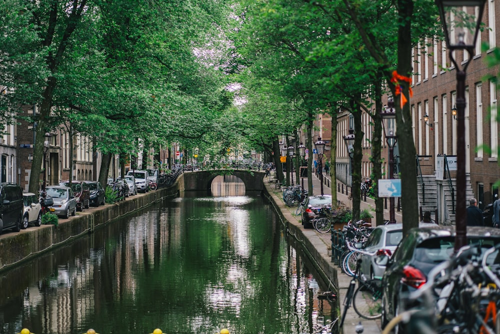 river between green trees and buildings during daytime