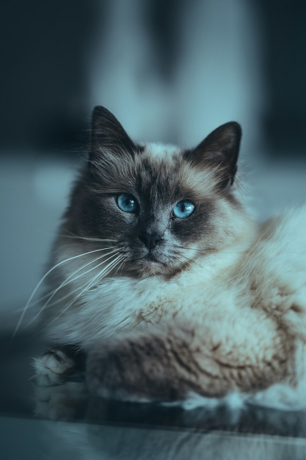 weiße und schwarze Katze mit blauen Augen