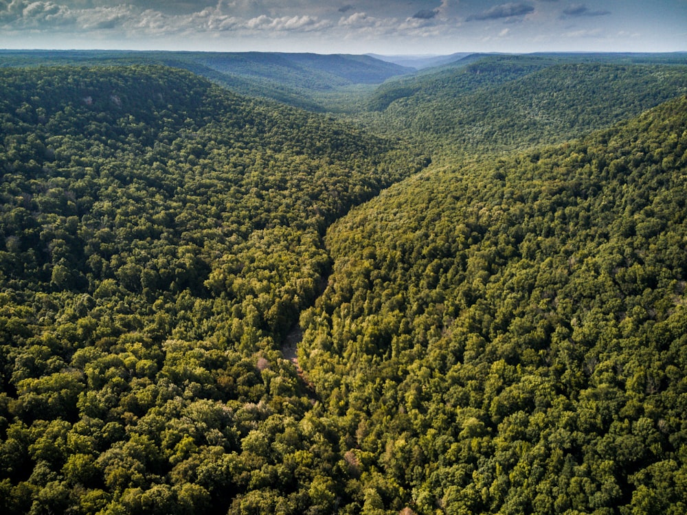 green trees on mountain under white clouds during daytime