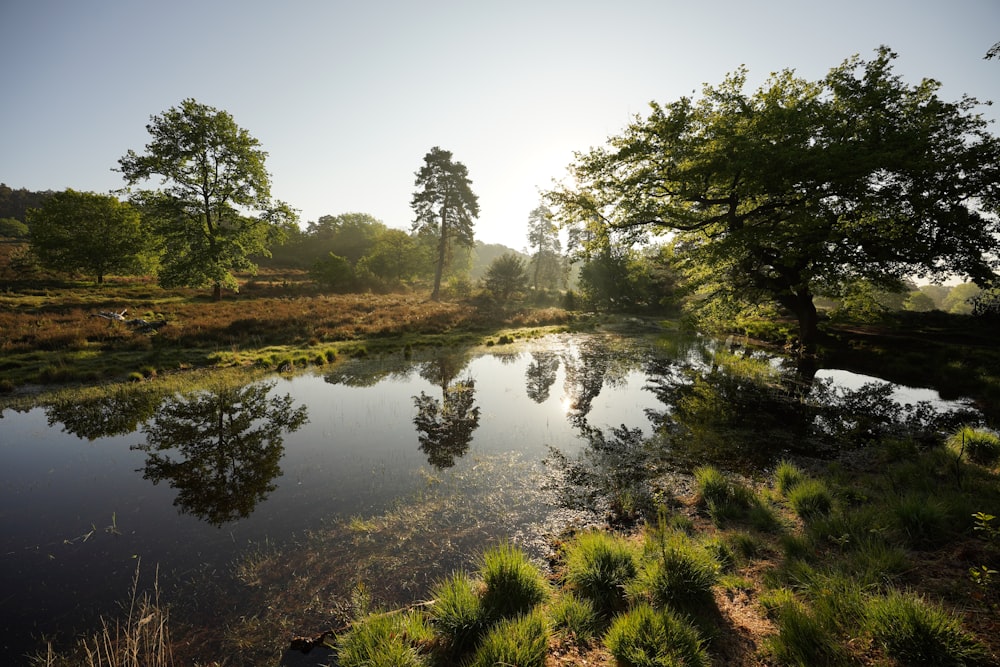 green trees beside river under blue sky during daytime