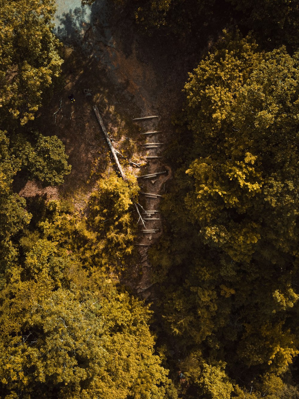 Vue aérienne d’arbres verts pendant la journée