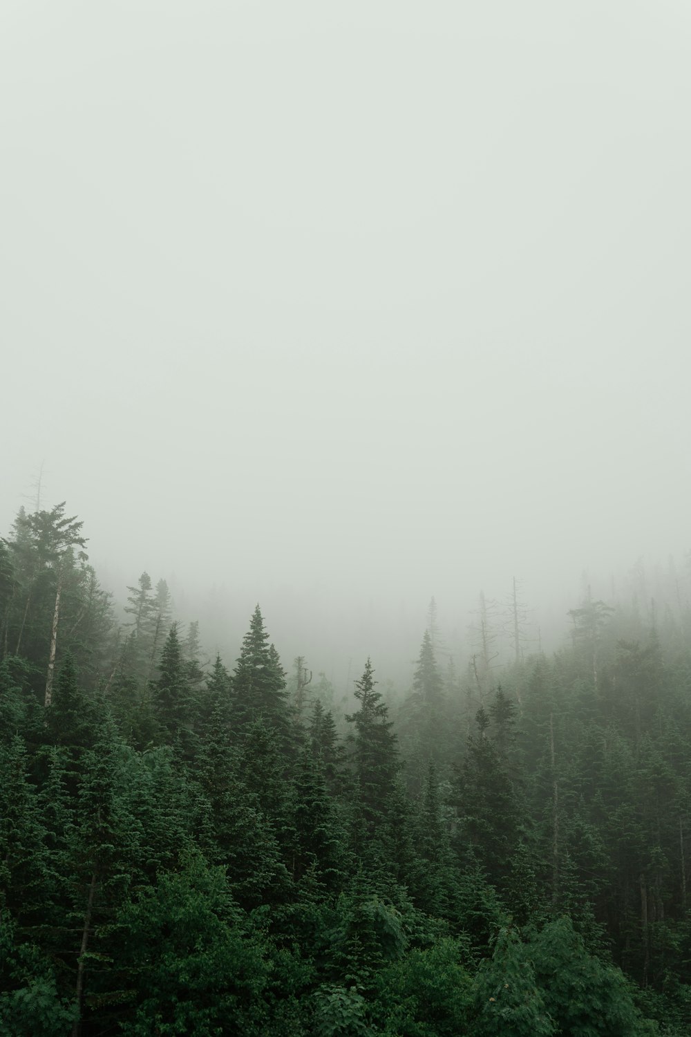 green pine trees covered with fog