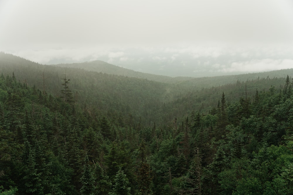 green trees on mountain under white sky during daytime