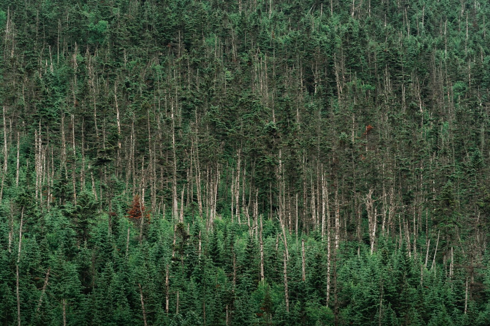 green and red trees during daytime