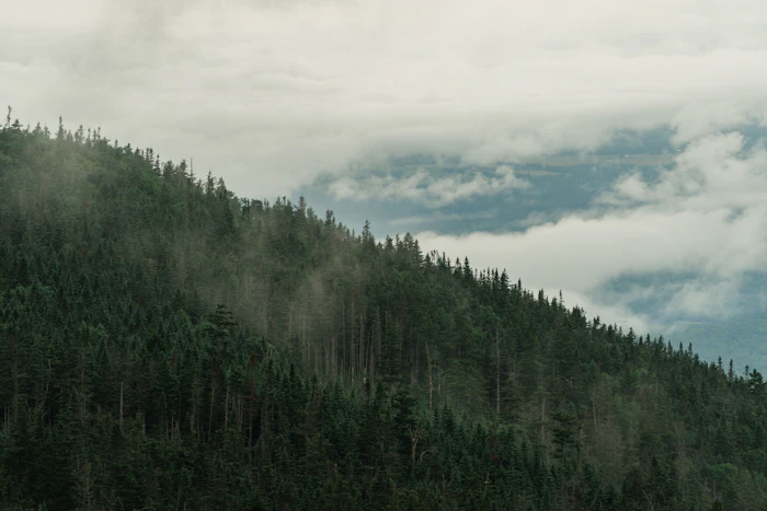 Green trees under white clouds