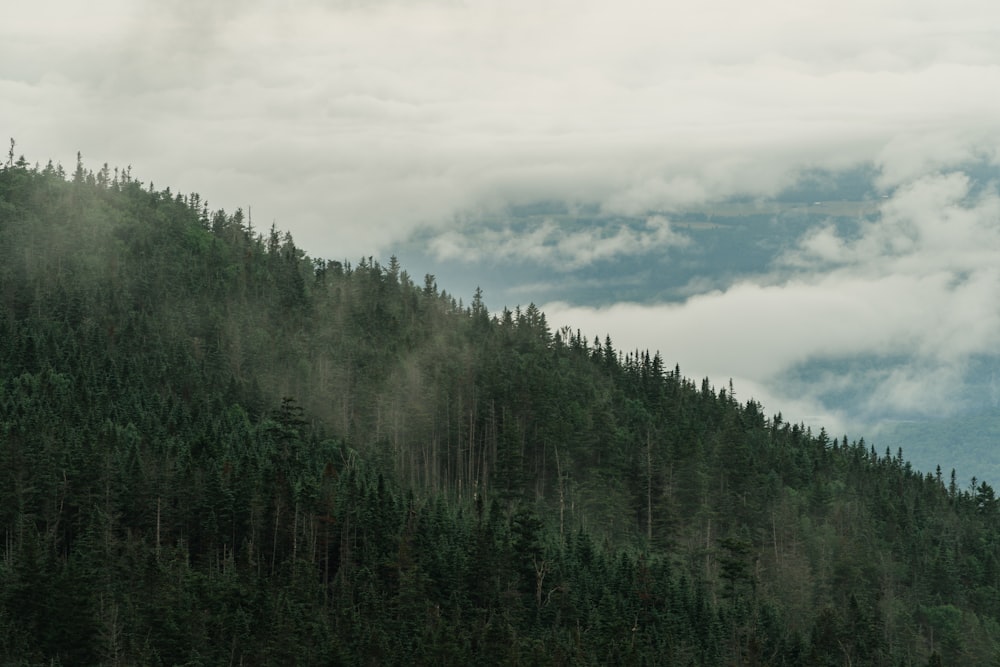 green trees under white clouds during daytime