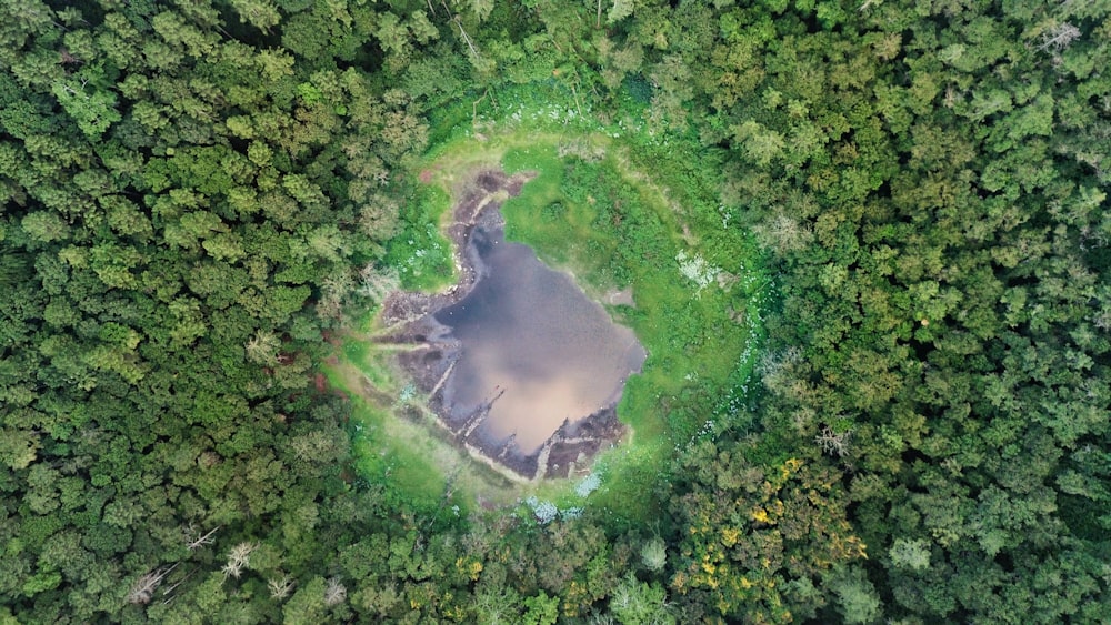 aerial view of green forest